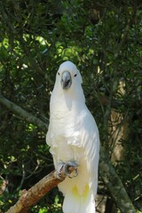 White parrot cockatoo on a tree branch in Florida zoological garden