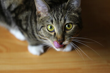 Tabby gray cat with yellow-green eyes and white paws