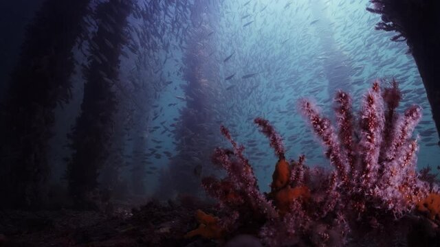 Slimy Mackerel Fish School under Jetty Scomber australasicus 4k slow motion Scombridae underwater scene