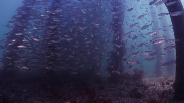 Slimy Mackerel Fish School under Jetty Scomber australasicus 4k slow motion Scombridae underwater scene