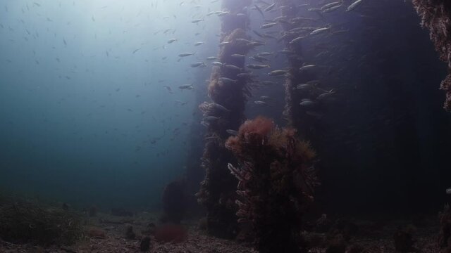 Slimy Mackerel Fish School under Jetty Scomber australasicus 4k slow motion Scombridae underwater scene