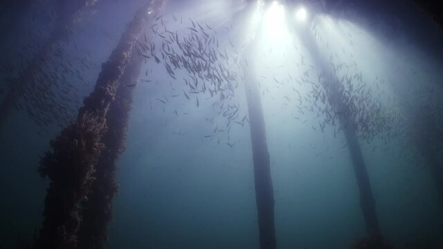 Slimy Mackerel Fish School under Jetty Scomber australasicus 4k slow motion Scombridae underwater scene