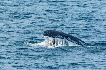 Fototapeta premium North Pacific right whale (Eubalaena japonica), Channel Islands National Park, California, Usa, America
