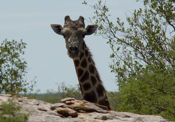 Giraffe in Namibia