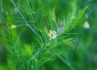 Asparagus flower closeup on green background