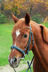 Portrait of a horse, brown horse