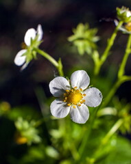 Strawberry flowers closeup on green background