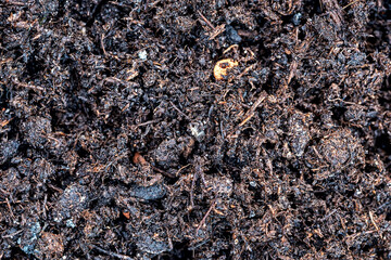 half-rotted contents of a composter