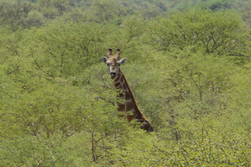 Giraffe in Namibia