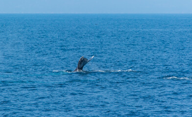 North Pacific right whale (Eubalaena japonica), Channel Islands National Park, California, Usa, America