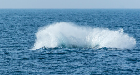 North Pacific right whale (Eubalaena japonica), Channel Islands National Park, California, Usa, America