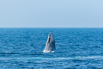 Naklejka premium North Pacific right whale (Eubalaena japonica), Channel Islands National Park, California, Usa, America