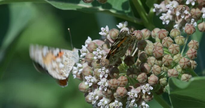 Cynthia cardui (painted lady butterfly) on the flower of the common milkweed