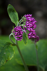 purple alpine wildflower
