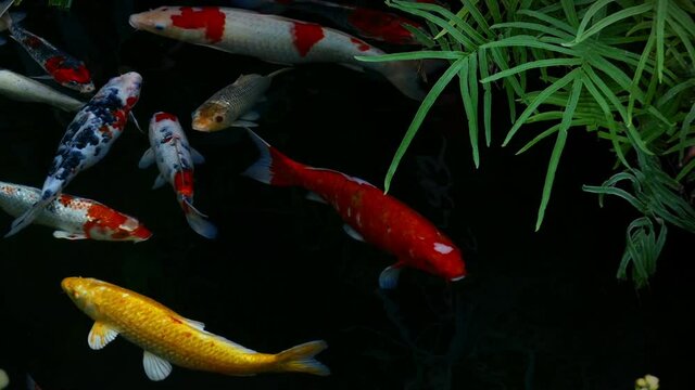 Japan Koi fish swimming in a water garden,fancy carp fish,koi fishes,Koi Fish swim in pond