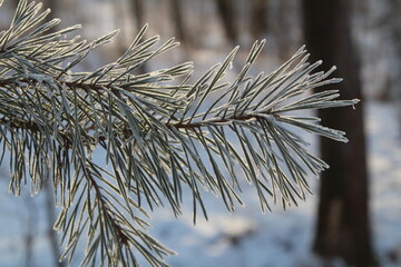 pine branch silvered by frost