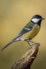 Fototapeta premium Great tit