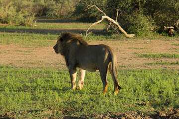 Löwen in Namibia