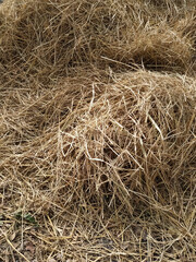 hay on the ground