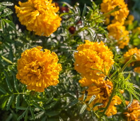 Yellow saffron flowers closeup on green background