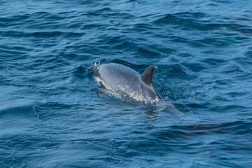 Obraz premium Short-beaked common dolphin (Delphinus delphis), Channel Islands National Park, California, Usa, America