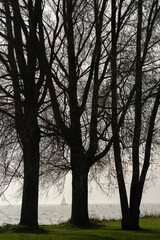 Fototapeta na wymiar trees in the park, Hoorn