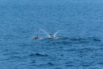 Fototapeta premium Short-beaked common dolphin (Delphinus delphis), Channel Islands National Park, California, Usa, America