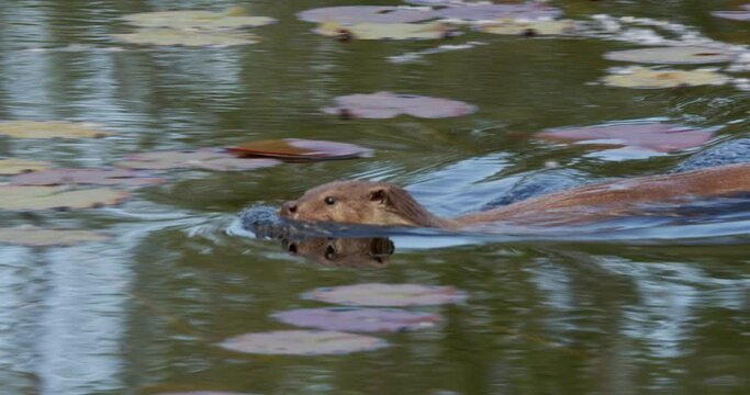 The Eurasian otter (Lutra lutra) is swimming on the backwater of the Drava River