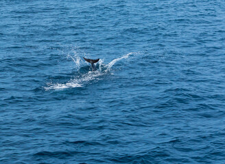 Fototapeta premium Short-beaked common dolphin (Delphinus delphis), Channel Islands National Park, California, Usa, America