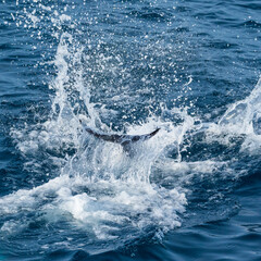 Short-beaked common dolphin (Delphinus delphis), Channel Islands National Park, California, Usa, America