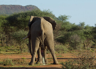 Elefanten Bulle auf der Pirsch im Etosha Park