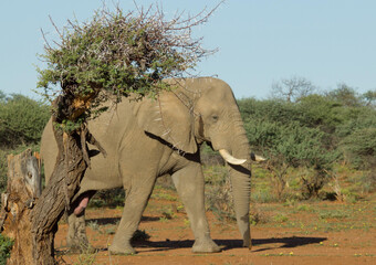 Elefanten Bulle auf der Pirsch im Etosha Park