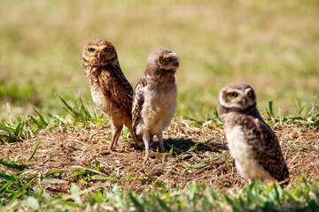 owl