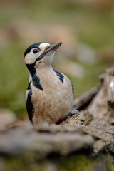 Obraz premium spotted woodpecker