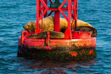 Steller sea lion (Eumetopias jubatus) also known as the northern sea lion and Steller's sea lion),...