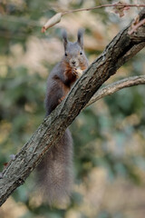 squirrel on a tree