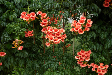 Obraz premium Campsis radicans