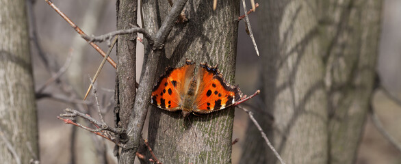 Butterfly on tree trunk in forest