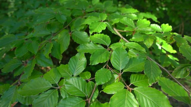 Ast mit den gr&uuml;nen Bl&auml;ttern einer Buche in Nahaufnahme - Zweig mit Buchenlaub im Sommer