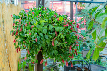 Bright hanging green plant in the daytime. Garden or backyard decorating idea