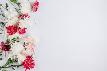 Floral pattern with white and pink flowers on white background. Autumn chrysanthemum. Flat lay, top view