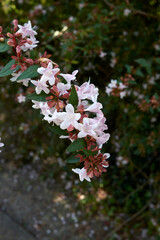 Abelia grandiflora 