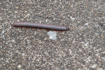 Millipede walking on a concrete floor. Sensitive focus.