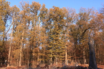 Kalter Wintertag in einem Wald bei Arnsberg im Sauerland