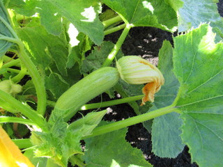 zucchini