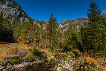little mountain torrent and lot of pinetrees in the mountains with sky