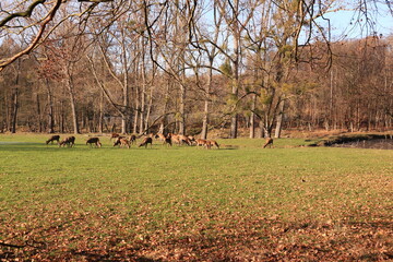 Hirsche und Rehe auf einer Waldlichtung bei Arnsberg im Sauerland