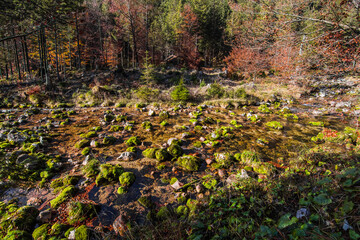 many round stones with green moss in a mountain torrent