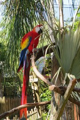 Red macaw parrot on a branch in Florida zoological garden © natalya2015