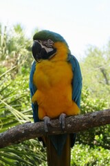 Macaw parrot on a branch in Florida zoological garden, closeup © natalya2015